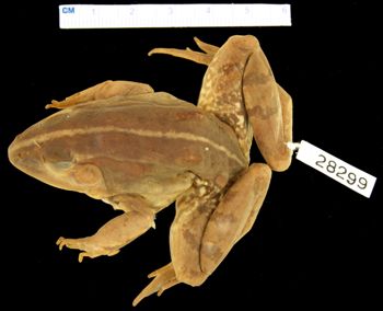 Media type: image; Herpetology A-28299